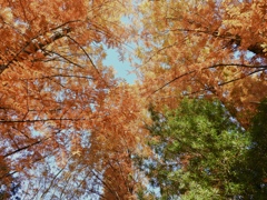 メタセコイアの美