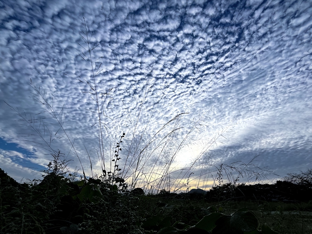 朝の情景