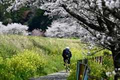 桜咲く通学路