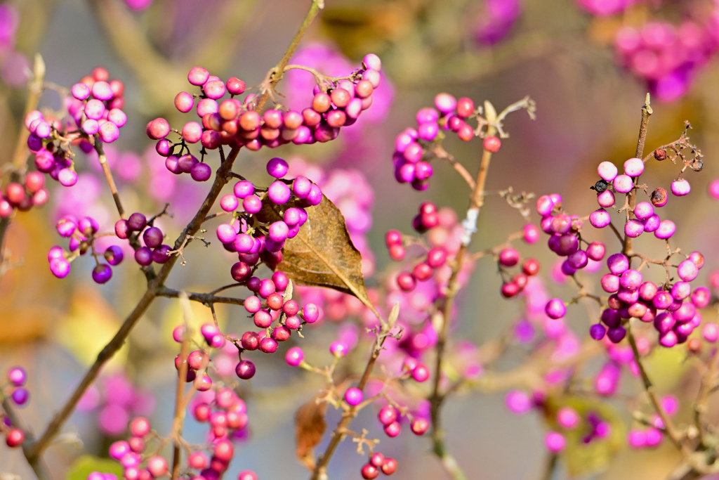 ムラサキシキブの実熟れる