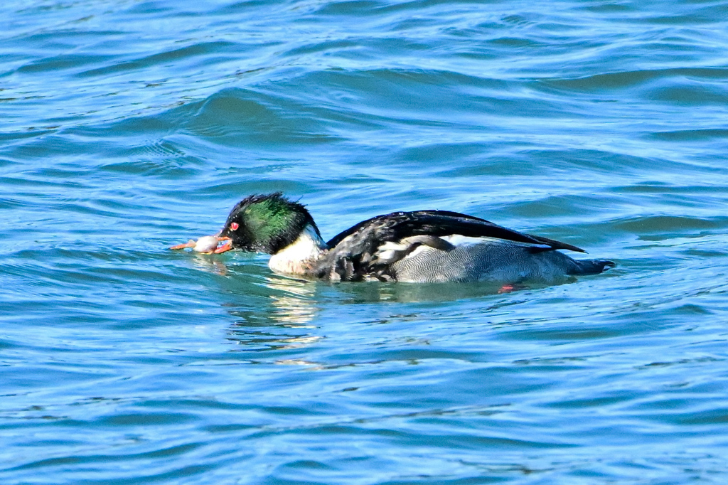 ウミアイサのお食事
