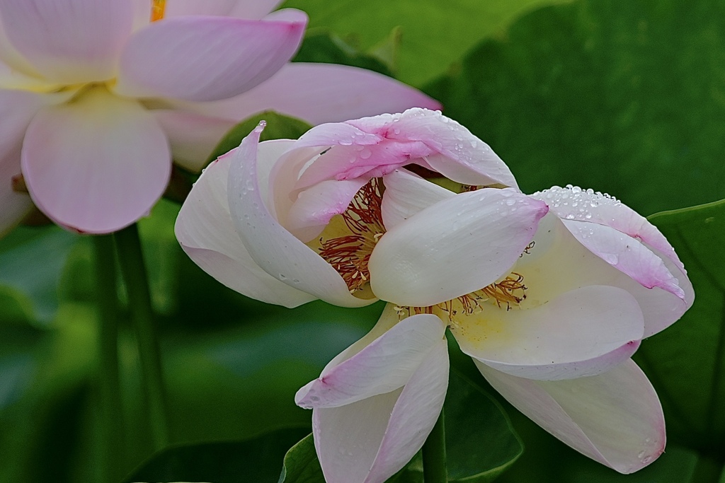 耐える花‼︎