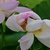 耐える花‼︎