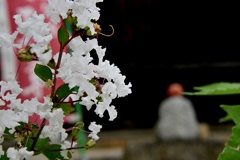 白い花とお地蔵様