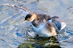 かかって来いや〜！