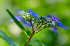 盛りの紫陽花