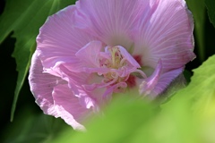  昼間から酔っ払いの花