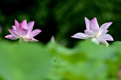 美の競い合い