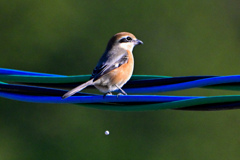 出ちゃった〜！