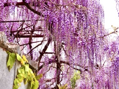 藤の花が満開です^ - ^