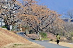 センダンの実熟れる頃