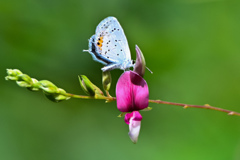 萩の花とシジミチョウ