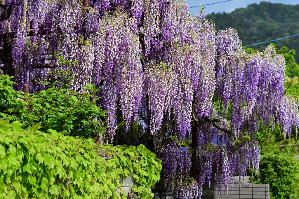 お隣さんに咲く藤の花‼︎