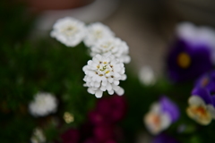 花模様