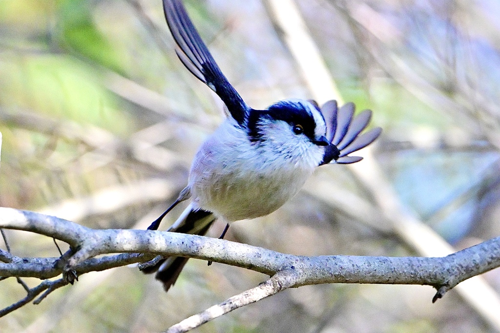 今年も鳥を馬く鳥ます＾＾