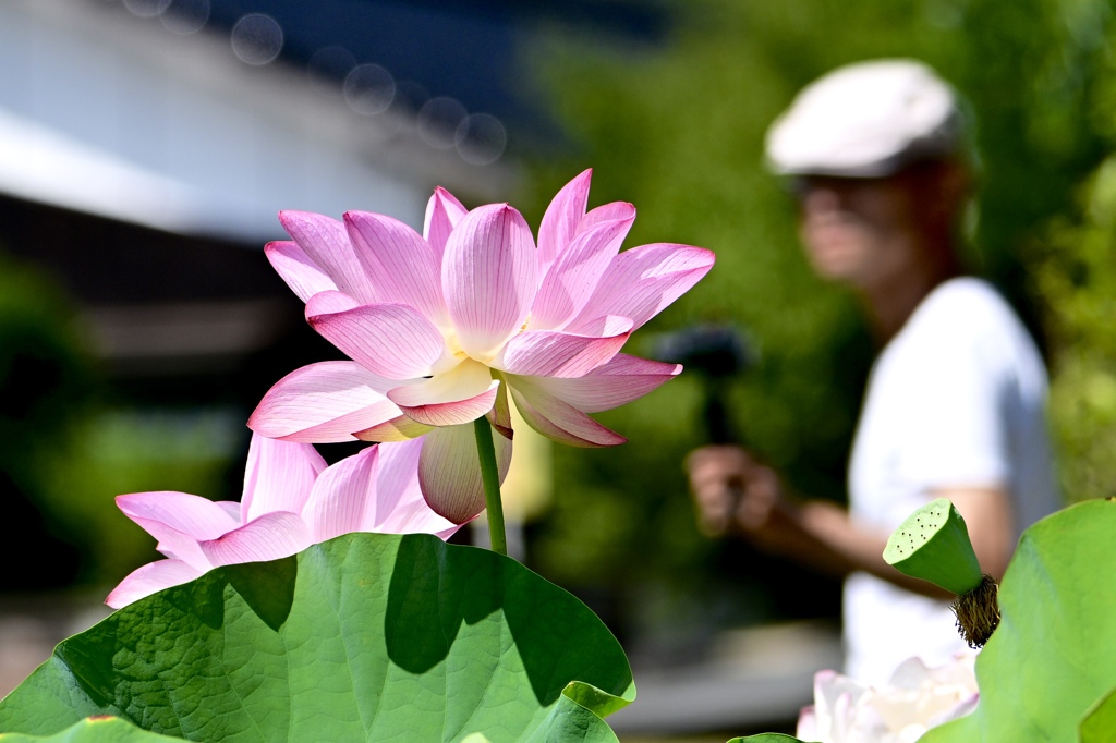ハスの花咲く頃