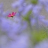 私だって咲いてるのよ〜