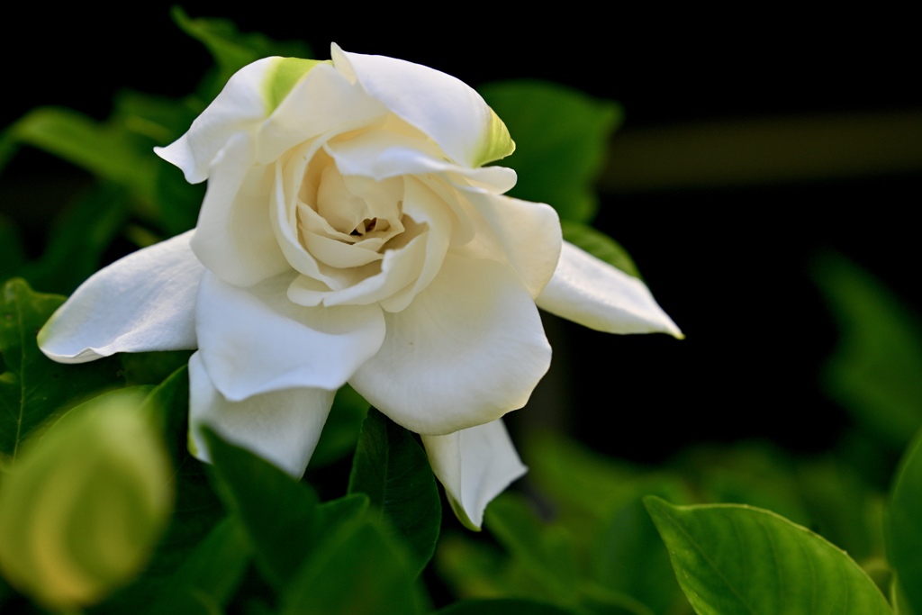 クチナシの花咲く頃