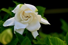 クチナシの花咲く頃