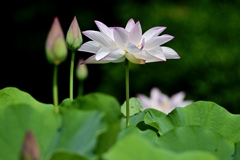 美しく咲く花