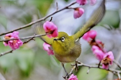 花から花へ