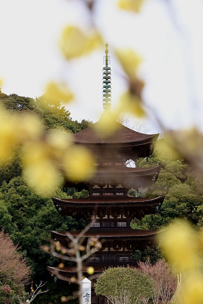 蝋梅と五重塔