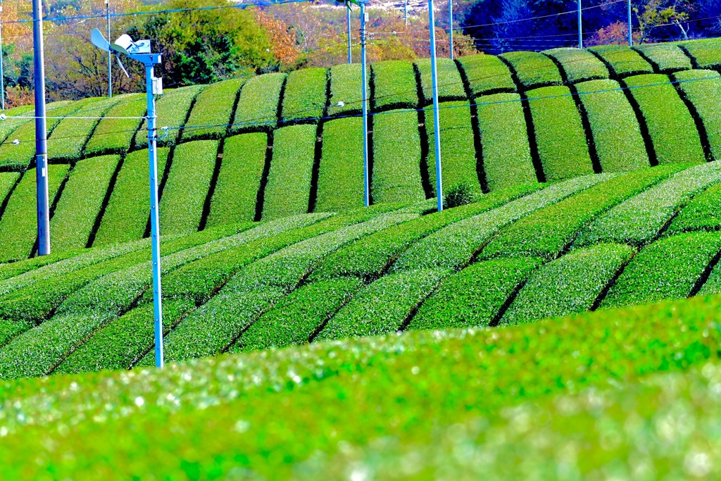 晩秋の茶畑