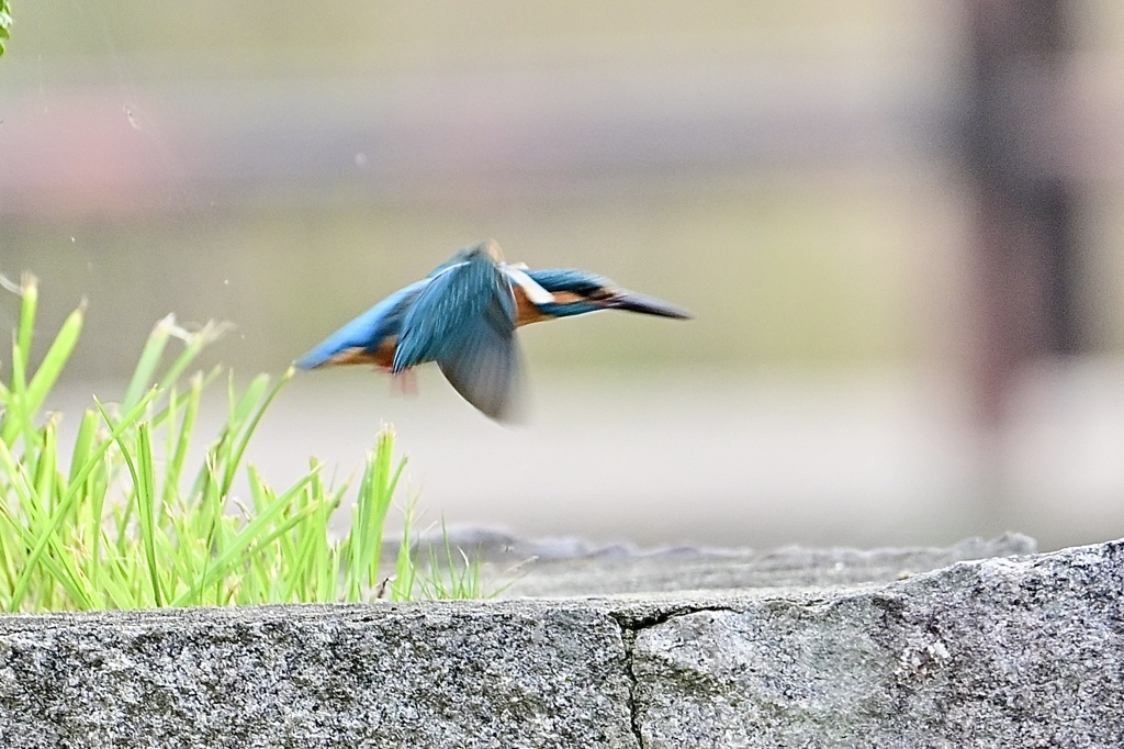 カワセミ②