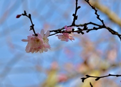 青空に映える寒桜