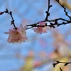 青空に映える寒桜