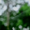 蜘蛛の巣