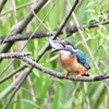 縦に飲み込むカワ君