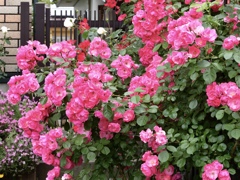 我が家の庭に咲くバラ