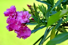 燃える花