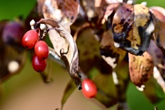 光るサンシュユの実