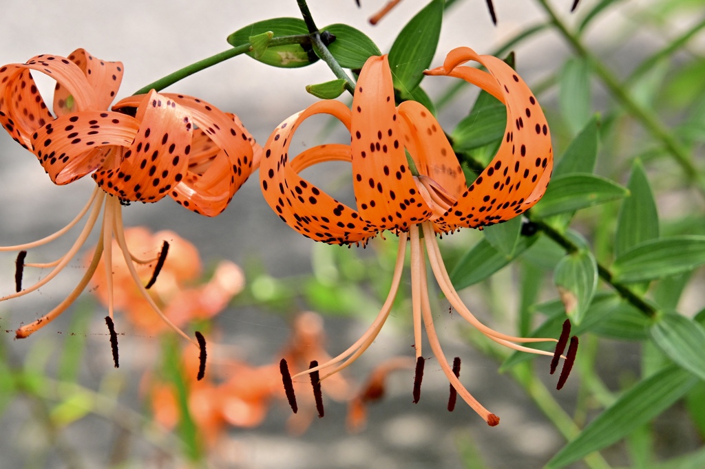 夏を彩る花