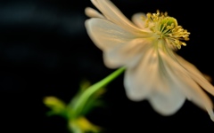 花模様