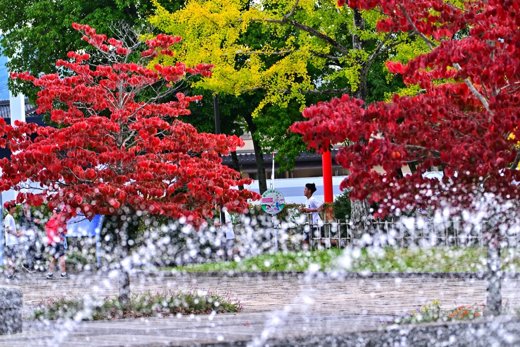 ハナミズキ熟れる頃