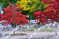 ハナミズキ熟れる頃