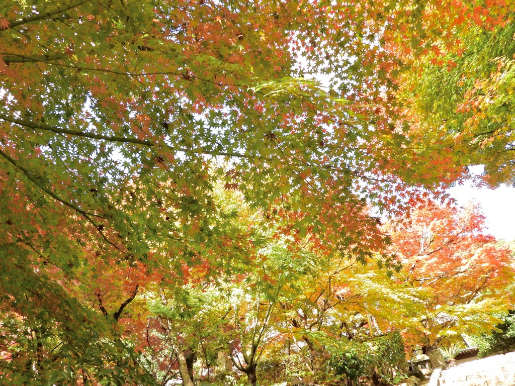 色とりどりの境内