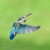 華麗なる飛翔