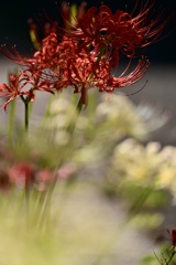 木漏れ日の中に咲く花