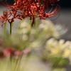 木漏れ日の中に咲く花