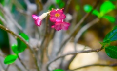 マメ花