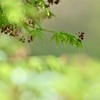 新緑の季節