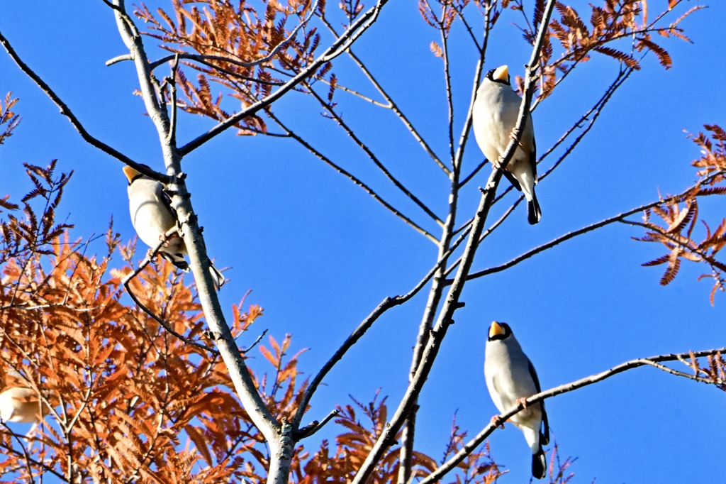 お帰りイカルさん＾＾