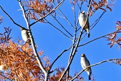 お帰りイカルさん＾＾