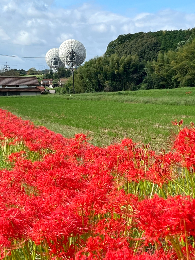 里山の秋