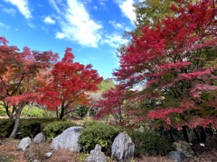 散歩道の紅葉