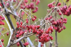 萎えるガマズミの実
